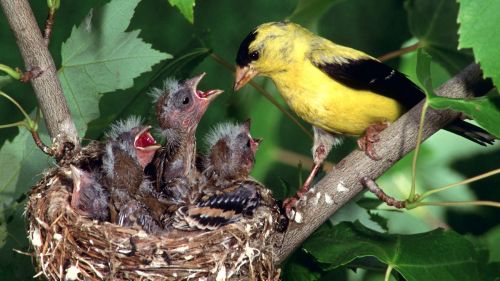 American Gold Finch Family