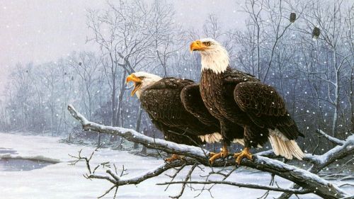 Eagle Pair Near Snowy River