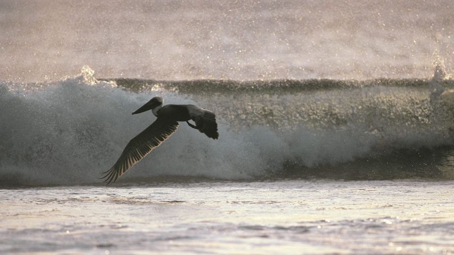 Flying With Ease, Brown Pelican