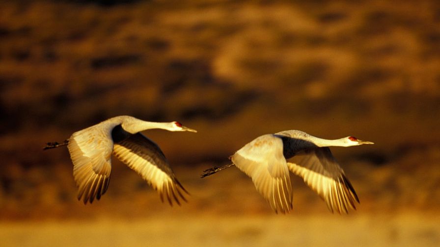 Sandhill Cranes In Flight, Bosque Del Apache N.W.R., New Mexico