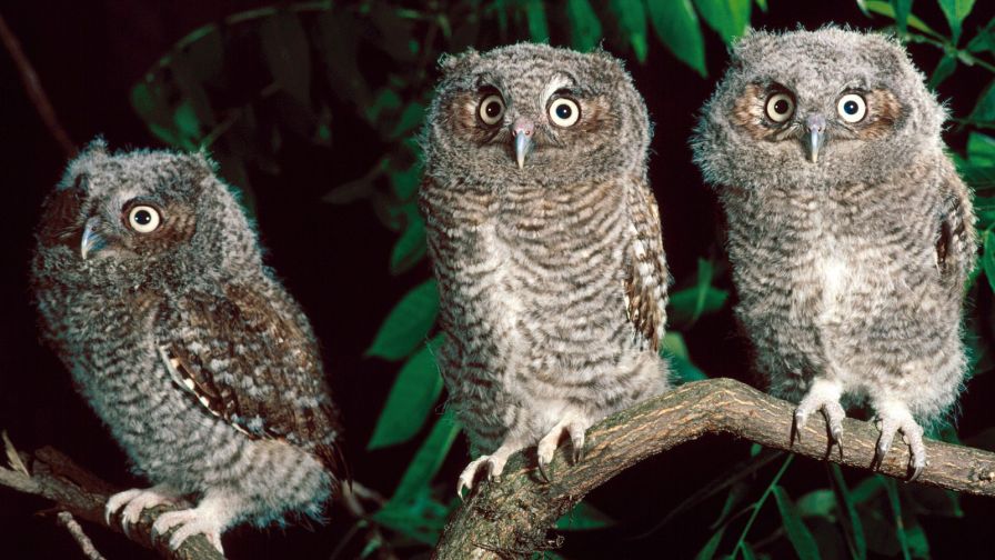 Trio Of Screech Owls, Pennsylvania